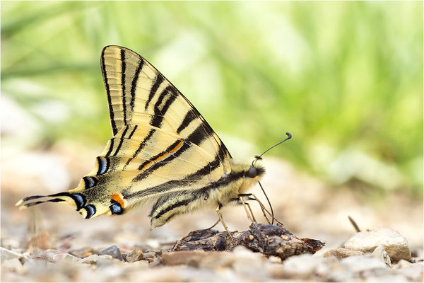 Segelfalter (Iphiclides podalirius), Frankreich, Drôme