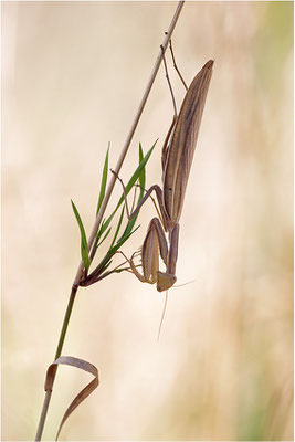 Europäische Gottesanbeterin (Mantis religiosa), Weibchen, Deutschland, Baden-Württemberg