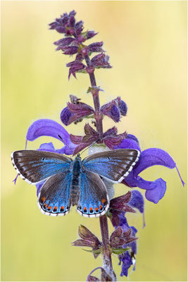 Himmelblauer Bläuling (Polyommatus bellargus f. cerones), Weibchen, Deutschland, Baden-Württemberg