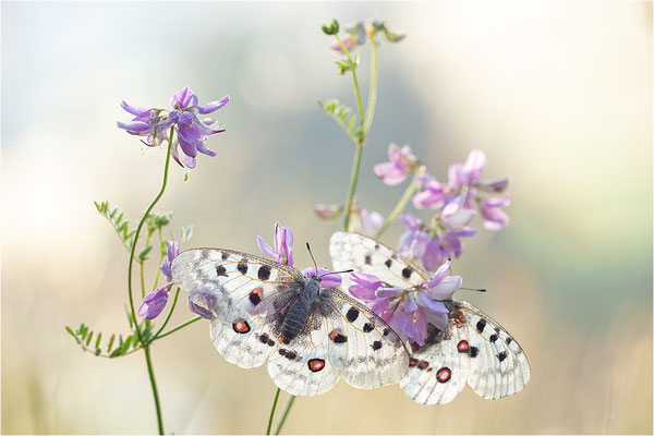Roter Apollo (Parnassius apollo thiemo), Deutschland, Baden-Württemberg