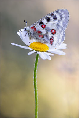 Roter Apollo (Parnassius apollo calmensis), Schweiz, Kanton Fribourg