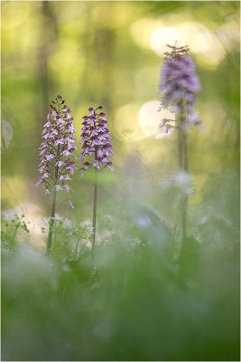 Purpur-Knabenkraut (Orchis purpurea), Deutschland, Baden-Württemberg