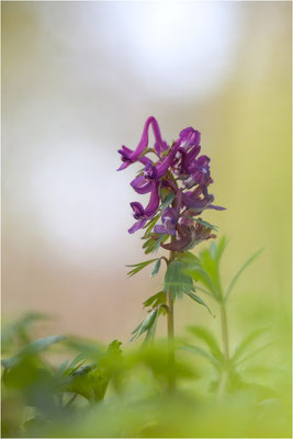 Gefingerter Lerchensporn (Corydalis solida), Deutschland, Baden-Württemberg