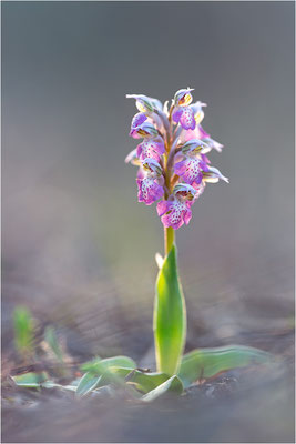 Milchweißes Knabenkraut (Neotinea lactea), Dep. Var, Frankreich