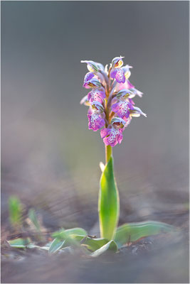 Milchweißes Knabenkraut (Neotinea lactea), Dep. Var, Frankreich