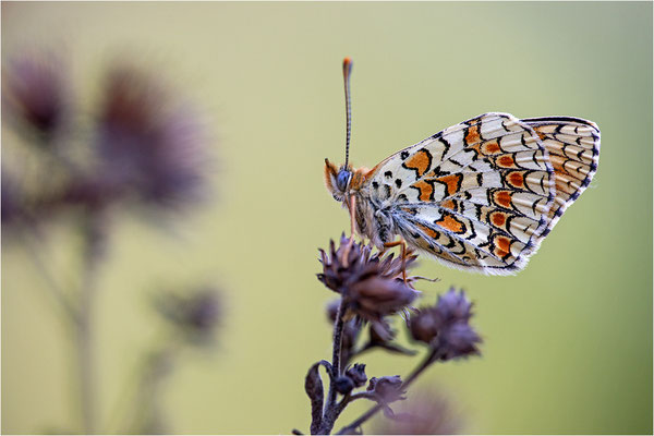Flockenblumen-Scheckenfalter (Melitaea phoebe), Frankreich, Aveyron
