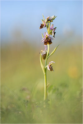 Ophrys fuciflora