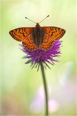 Hochalpen-Perlmuttfalter (Boloria pales), Schweiz, Kanton Bern, 1700m