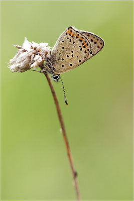 Brauner Feuerfalter (Lycaena tityrus), Männchen, Deutschland, Brandenburg