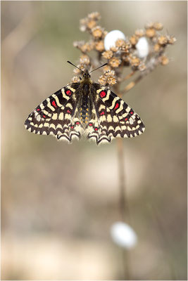 Spanischer Osterluzeifalter (Zerynthia rumina), Frankreich, Bouches-du-Rhône