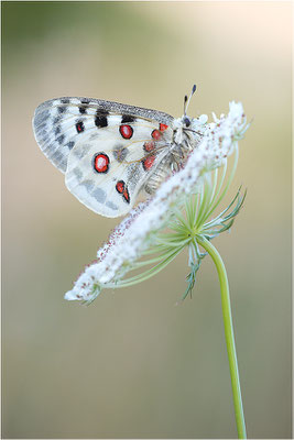 Roter Apollo (Parnassius apollo lithographicus), Deutschland, Oberbayern