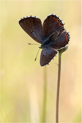 Himmelblauer Bläuling (Polyommatus bellargus f. cerones), Weibchen, Frankreich, Ardèche