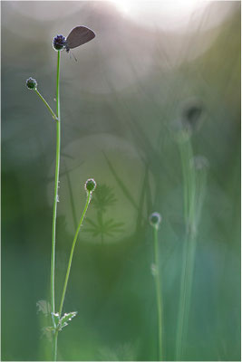 Dunkler Wiesenknopf-Ameisenbläuling (Phengaris nausithous), Deutschland, Baden-Württemberg