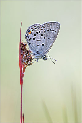 Hochmoor-Bläuling (Plebeius optilete), Italien, Region Aostatal, 2400m