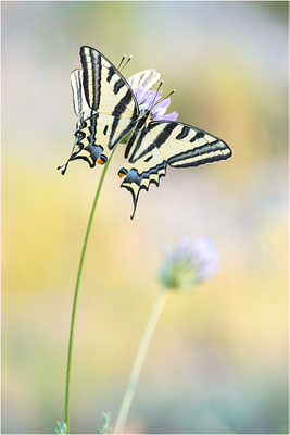 Südlicher Schwalbenschwanz (Papilio alexanor destelensis), Männchen, Frankreich, Dep. Vaucluse