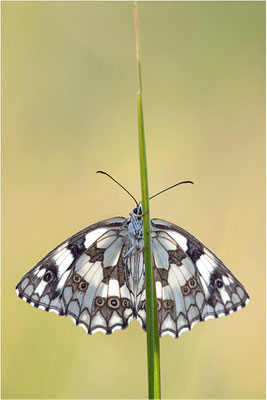 Schachbrettfalter (Melanargia galathea), Weibchen, Frankreich, Ardèche