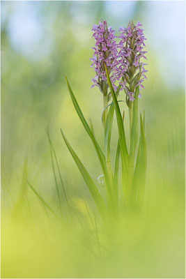 Fleischfarbene Fingerwurz (Dactylorhiza incarnata), Schweden, Gotland