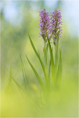 Fleischfarbene Fingerwurz (Dactylorhiza incarnata), Schweden, Gotland