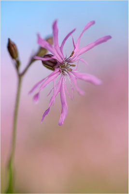 Kuckucks-Lichtnelke (Lychnis flos-cuculi), Deutschland, Baden-Württemberg