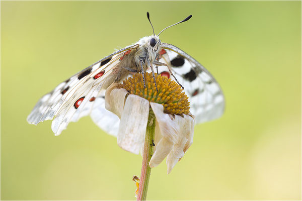 Roter Apollo (Parnassius apollo nivatus), Frankreich, Jura