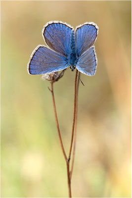 Kleiner Esparsetten-Bläuling (Polyommatus thersites), Männchen, Frankreich, Ardèche