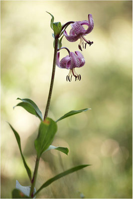 Türkenbund-Lilie (Lilium martagon), Schweiz, Kanton Bern