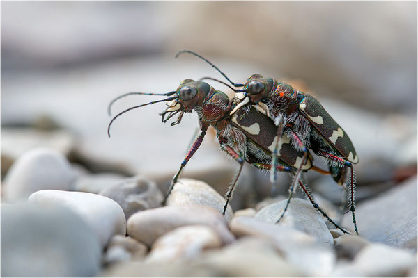 Dünen-Sandlaufkäfer (Cicindela transversalis pseudoriparia), Paarung, Frankreich, Drôme