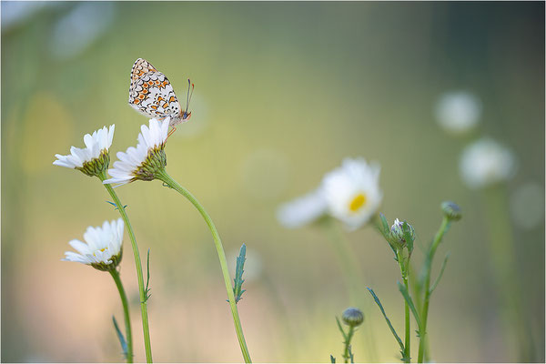 Flockenblumen-Scheckenfalter (Melitaea phoebe), Frankreich, Ardèche