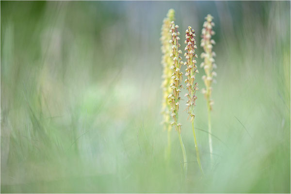 Ohnsporn (Orchis anthropophora), Frankreich, Aveyron