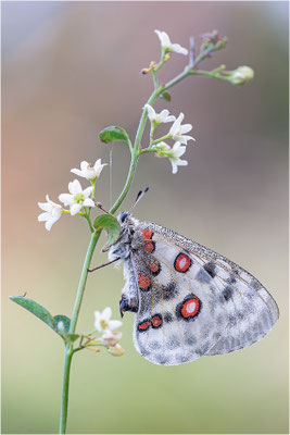 Roter Apollo (Parnassius apollo linnei), Schweden, Gotland