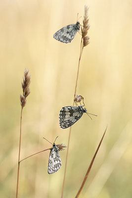Schachbrettfalter (Melanargia galathea), Männchen, Deutschland, Baden-Württemberg