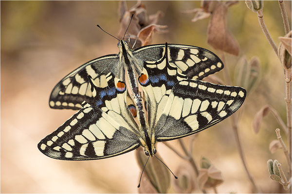 Schwalbenschwanz (Papilio machaon), Paarung, Frankreich, Bouches-du-Rhône