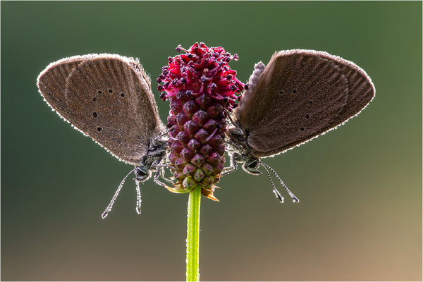 Dunkler Wiesenknopf-Ameisenbläuling (Phengaris nausithous), Deutschland, Baden-Württemberg