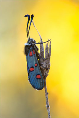 Lavendel-Widderchen (Zygaena lavandulae), Frankreich, Ardèche