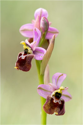Ophrys ×laconensis - Ophrys morisii x Ophrys neglecta