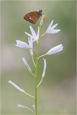 Darwin´s Wiesenvögelchen (Coenonympha darwinia), Schweiz, Kanton Tessin, 1.600m