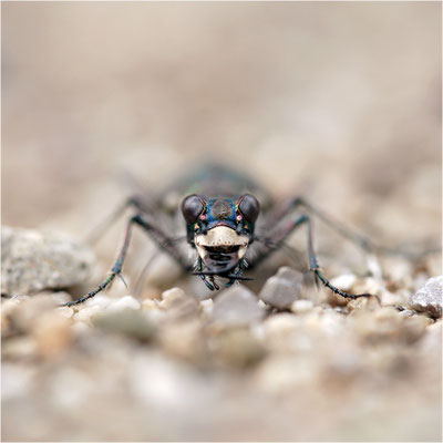 Dünen-Sandlaufkäfer (Cicindela transversalis transversalis), Schweiz, Gantrisch