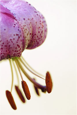 Türkenbund-Lilie (Lilium martagon), Schweiz, Kanton Bern