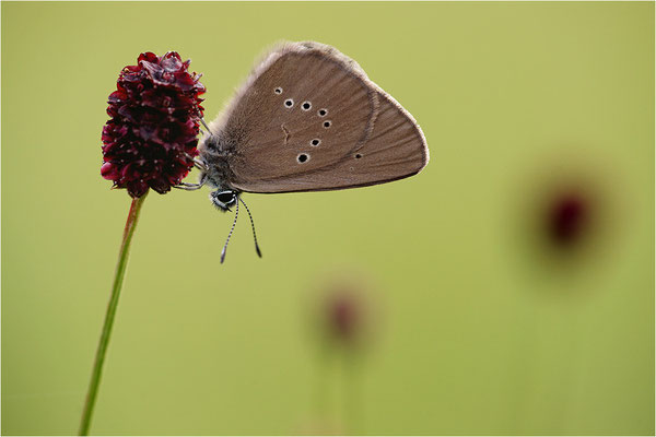 Dunkler Wiesenknopf-Ameisenbläuling (Phengaris nausithous), Deutschland, Baden-Württemberg
