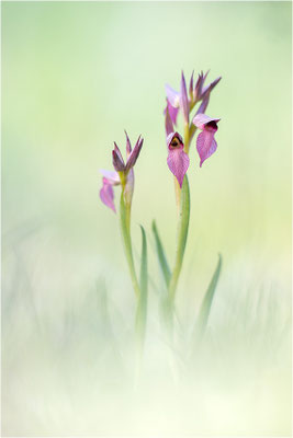 Einschwieliger Zungenstendel (Serapias lingua), Frankreich, Var