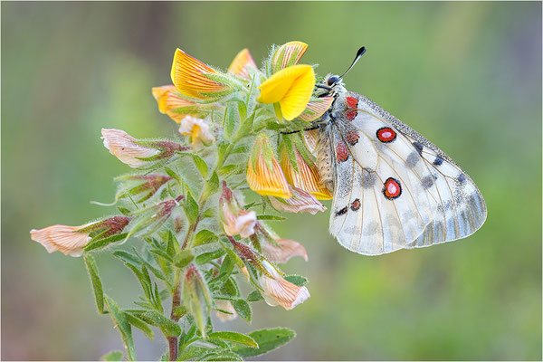 Roter Apollo (Parnassius apollo venaissimus), Frankreich, Dep. Vaucluse