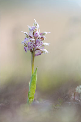 Milchweißes Knabenkraut (Neotinea lactea), Dep. Var, Frankreich