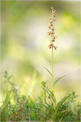 Rotbraune Stendelwurz (Epipactis atrorubens), Frankreich, Jura