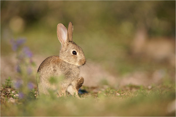 Wildkaninchen (Oryctolagus cuniculus), Gotland, Schweden