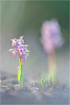 Milchweißes Knabenkraut (Neotinea lactea), Dep. Var, Frankreich