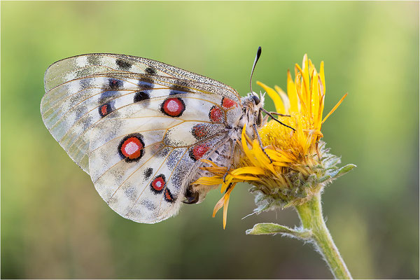 Roter Apollo (Parnassius apollo venaissimus), Frankreich, Dep. Vaucluse