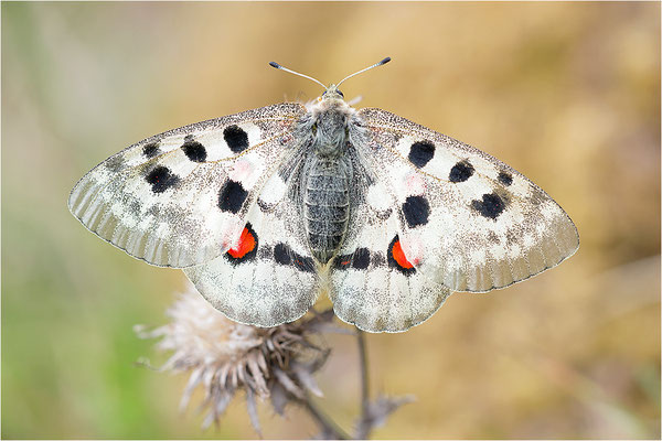 Roter Apollo (Parnassius apollo linnei), Schweden, Gotland