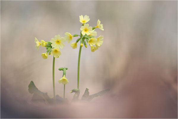 Hohe Schlüsselblume (Primula elatior), Deutschland, Baden-Württemberg