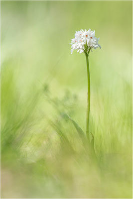 Dreizähniges Knabenkraut (Neotinea tridentata), Dep. Drôme, Frankreich