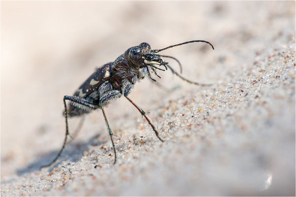 Heide-Sandlaufkäfer (Cicindela sylvatica), Schweden, Farö